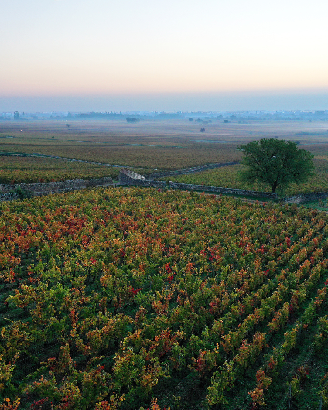 Vignobles Bourgogne Côte-d'Or de haut
