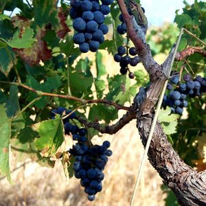 coffret cadeau location 2CV